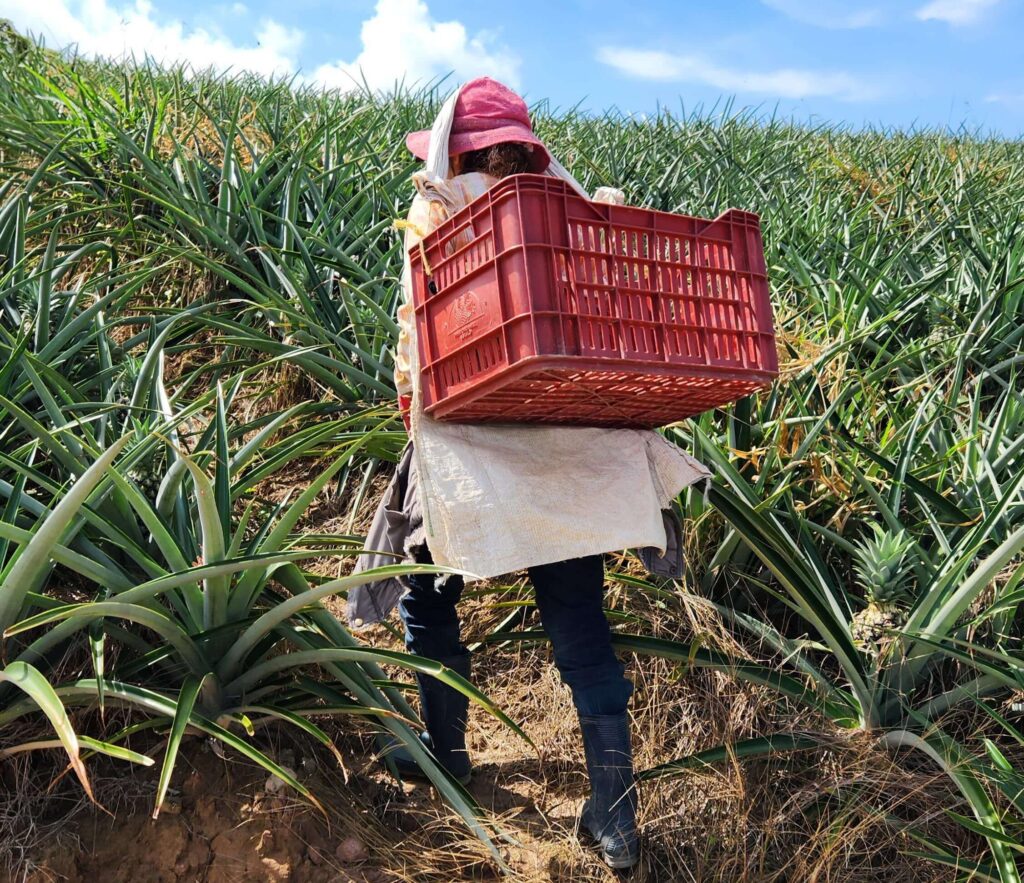 recolecta de piña
