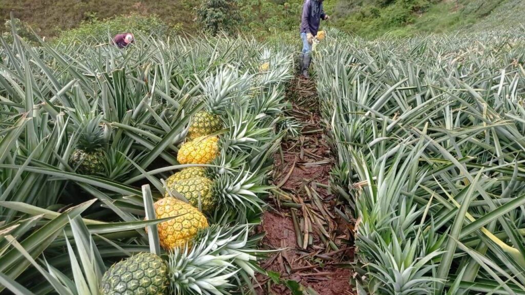 cultivo de piña golden