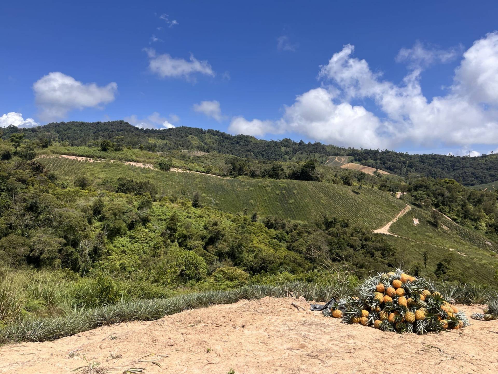 como son los cultivos de piña?